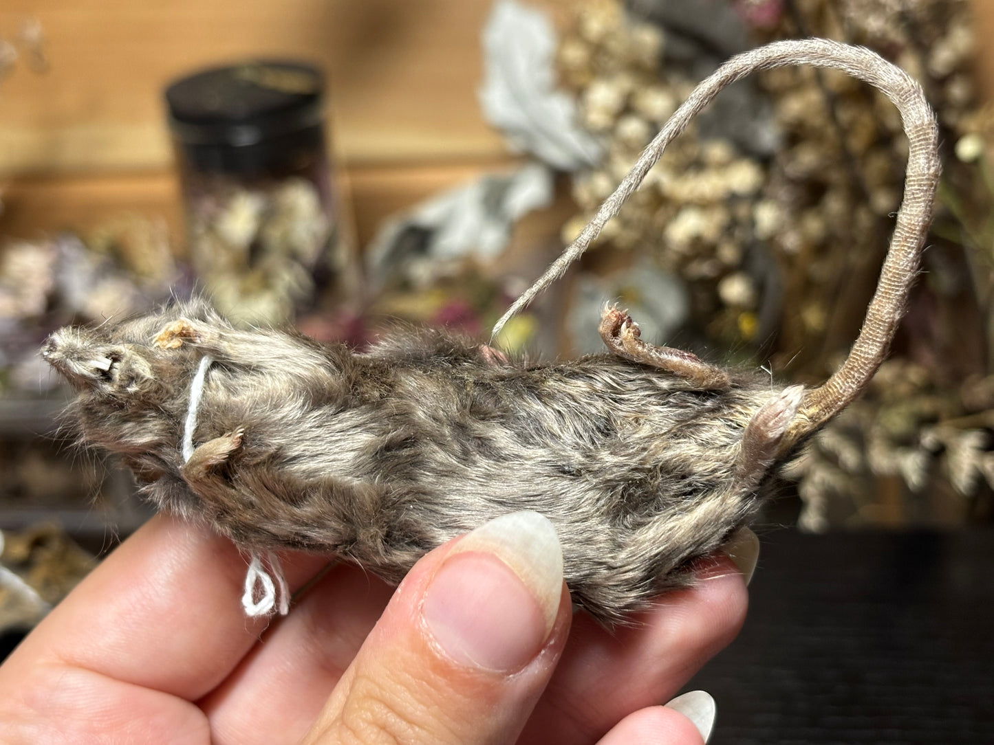 mummified silver adult fancy mouse