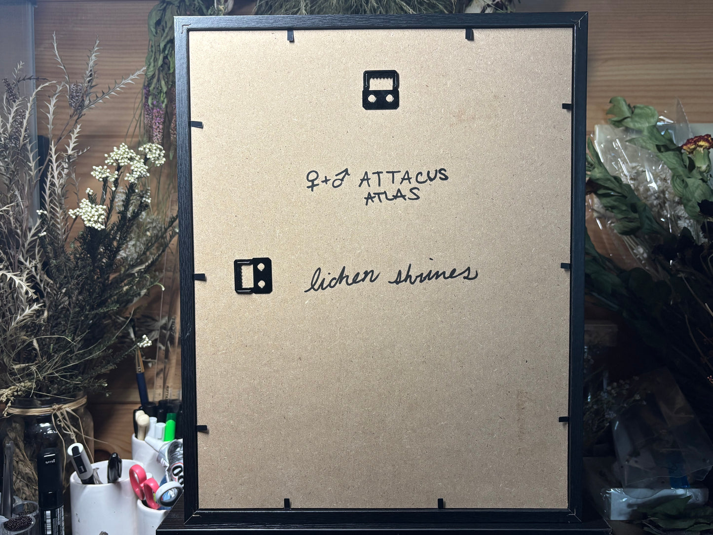 atlas moth pair frame