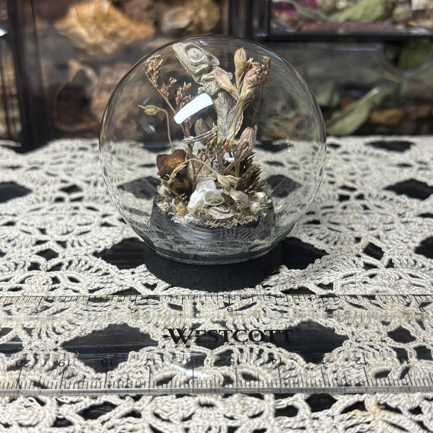 baby chameleon with mouse bones globe shrine