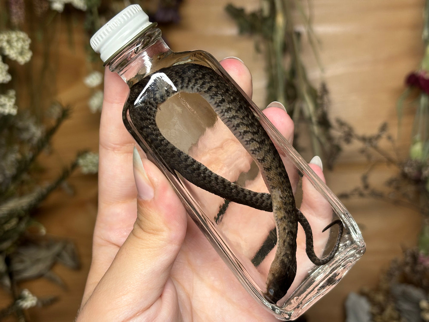 baby water snake wet specimens