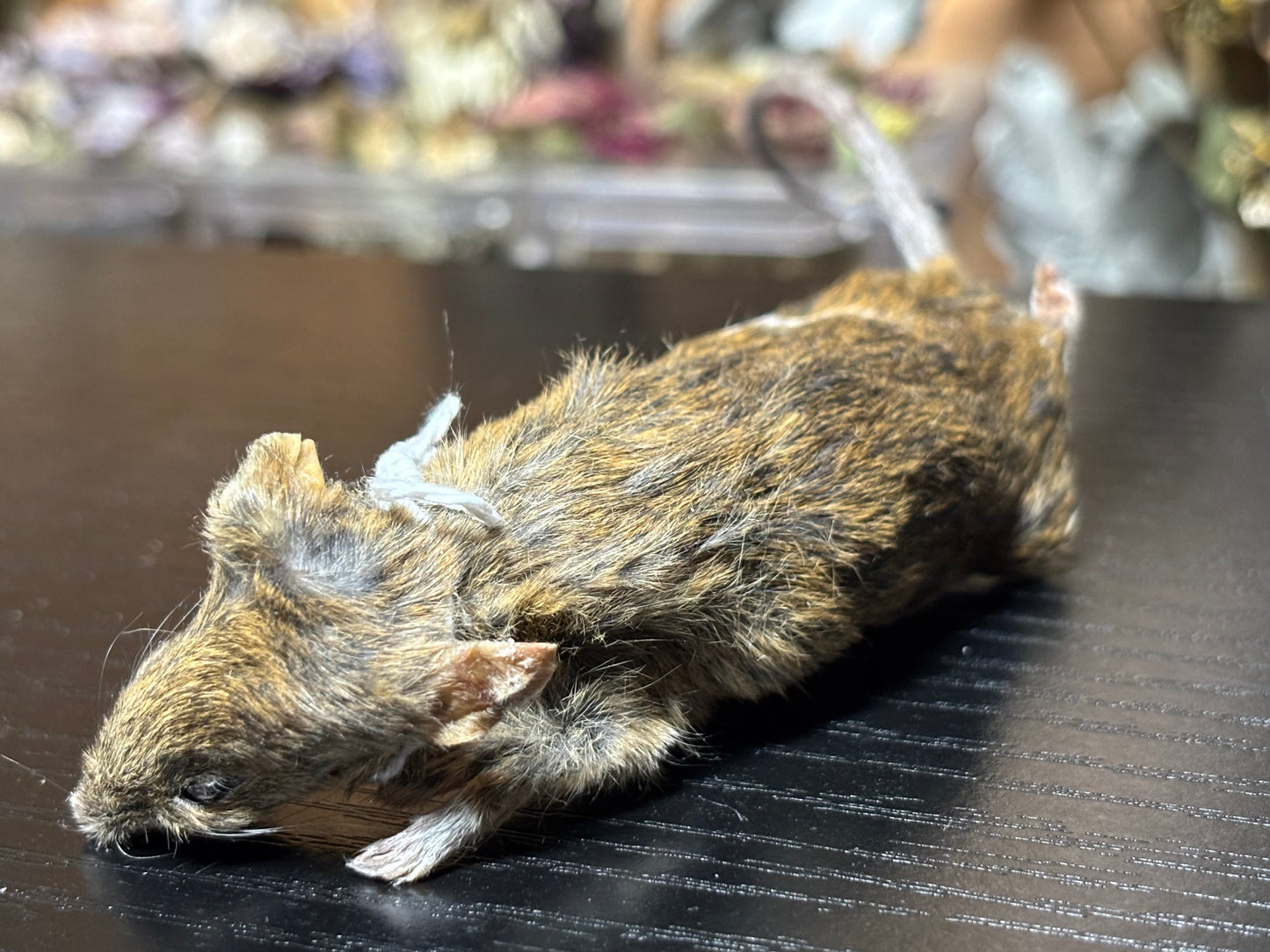 mummified brindle adult fancy mouse