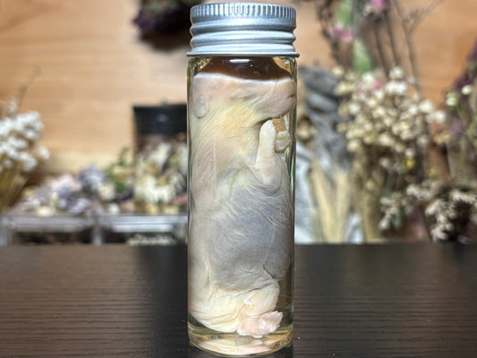 deformed newborn rabbit (3.5”) wet specimens