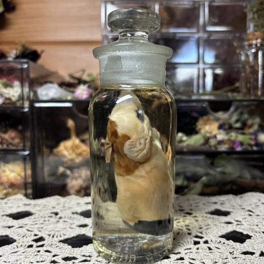 full term guinea pig wet specimen