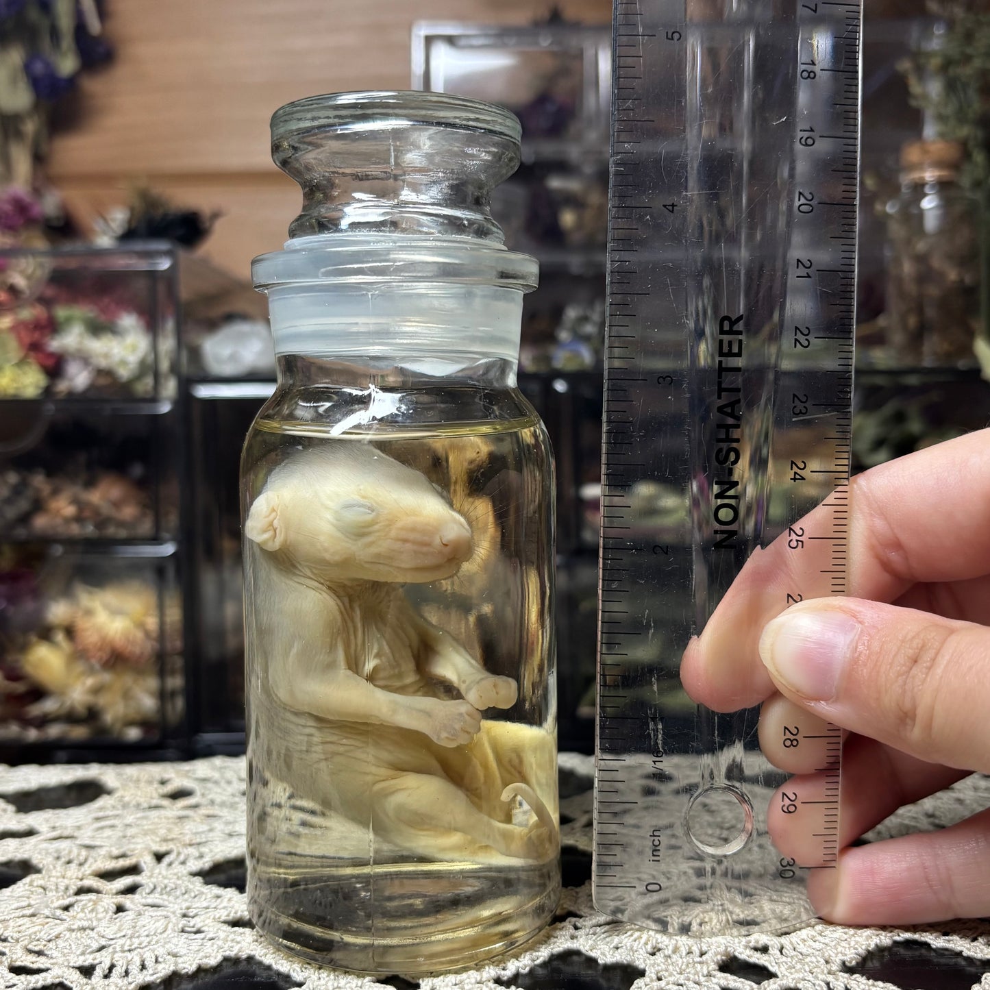antique jar fuzzy opossum joey wet specimen