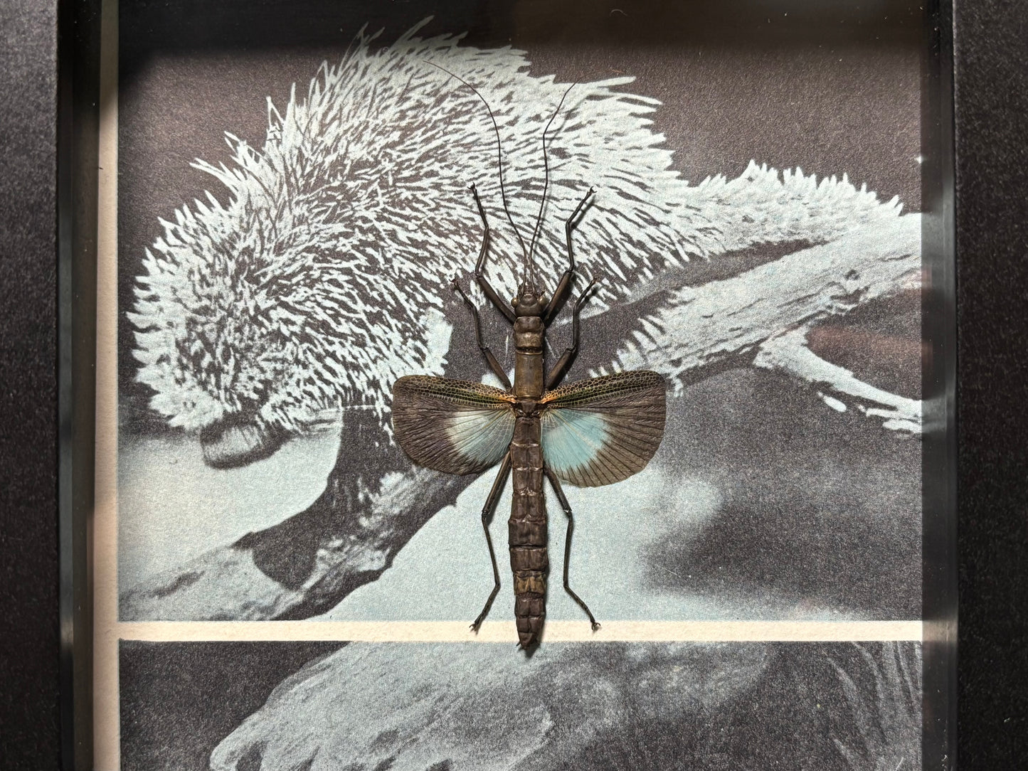 blue stick insect frame