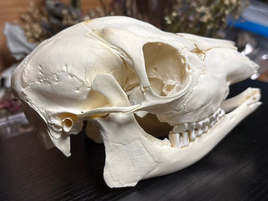 male roe deer fawn skull