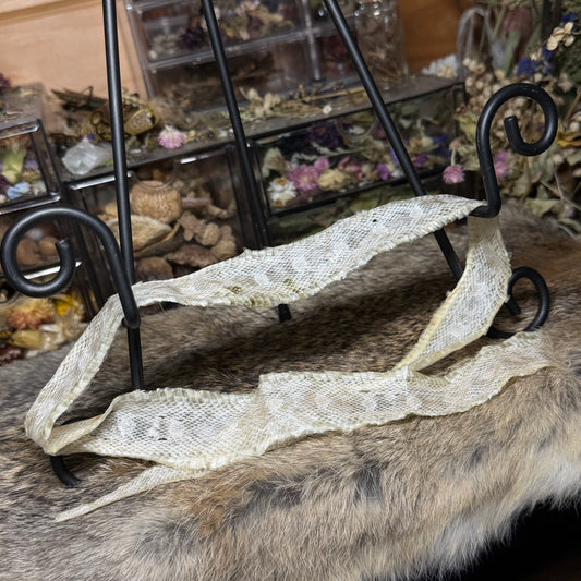 snow corn snake hide