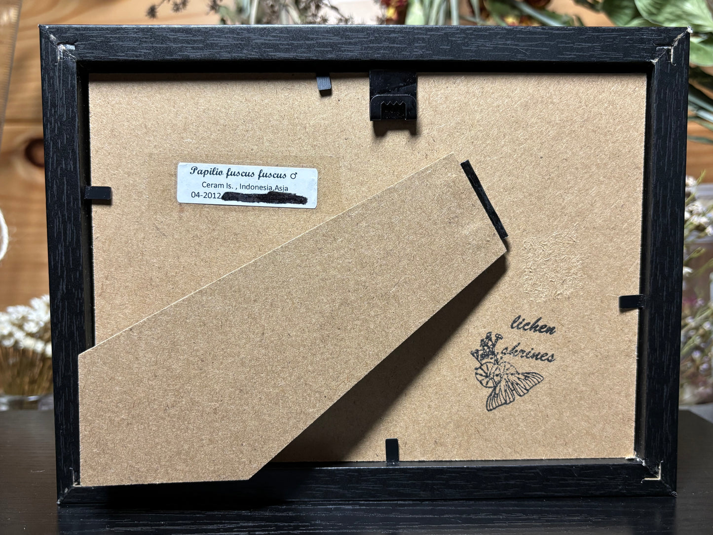 black swallowtail butterfly frame