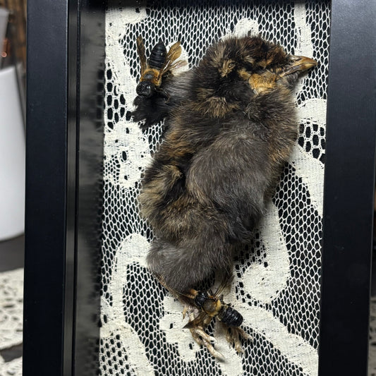 chick & resin bees frame