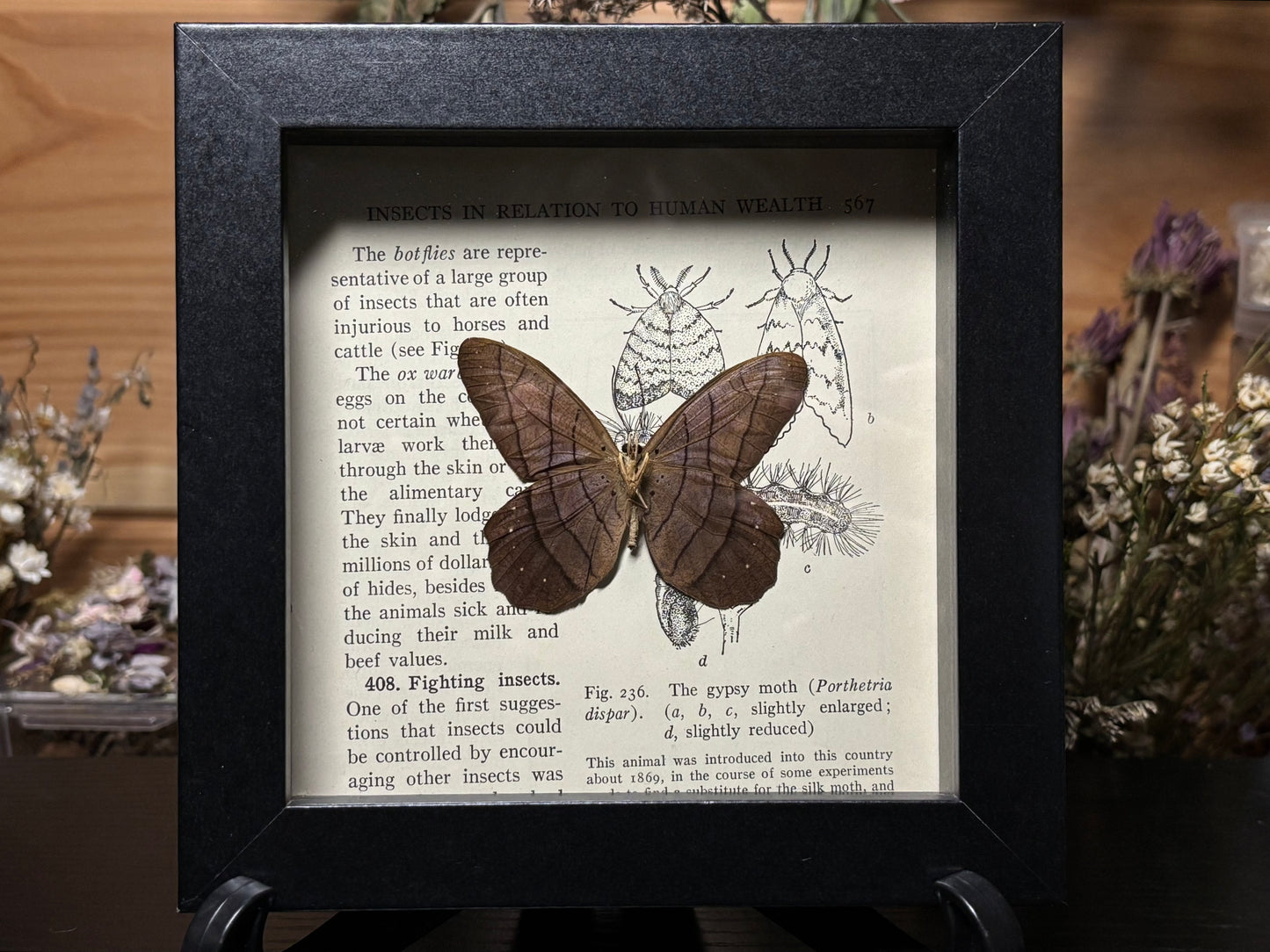 pierella butterfly frame