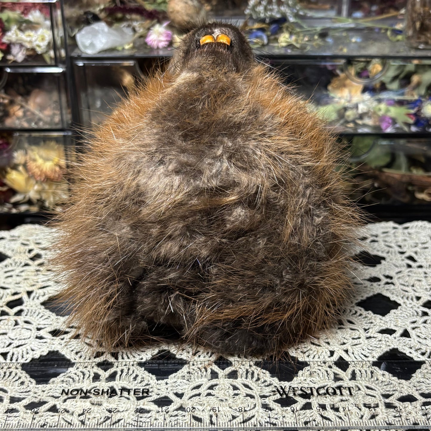 mummified adolescent beaver head