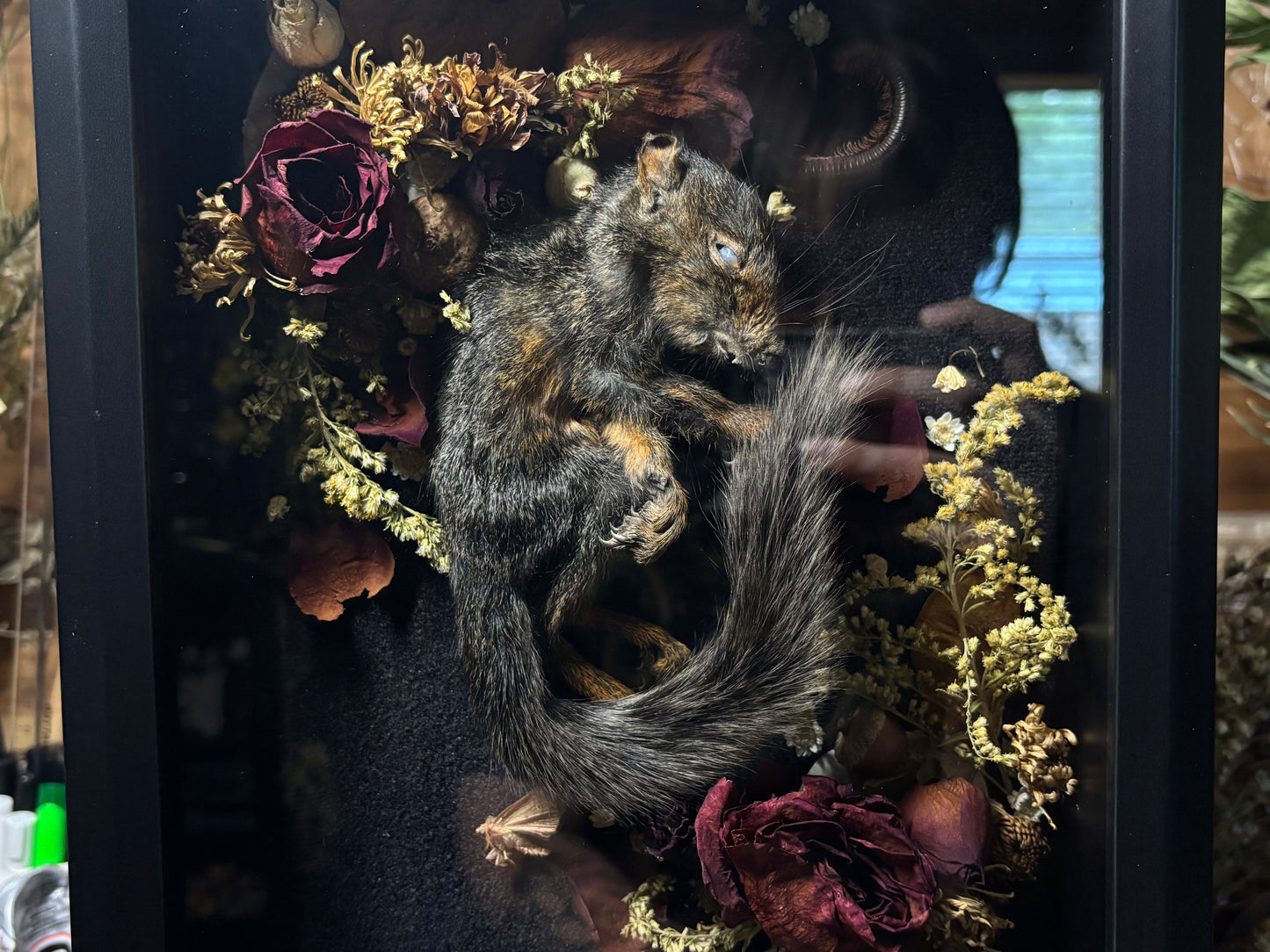 baby melanistic squirrel shrine frame