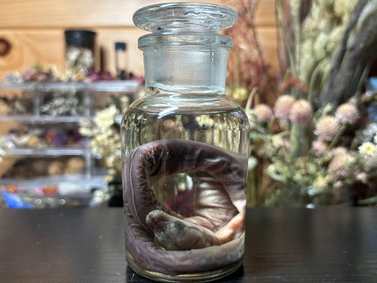 embryonic stillborn reticulated python wet specimen