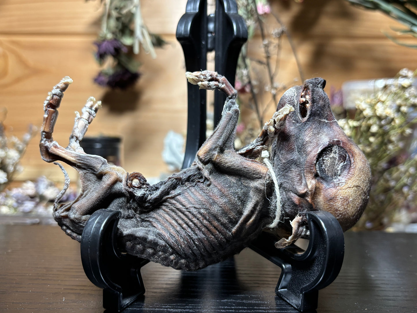 mummified fetal wild boar piglet
