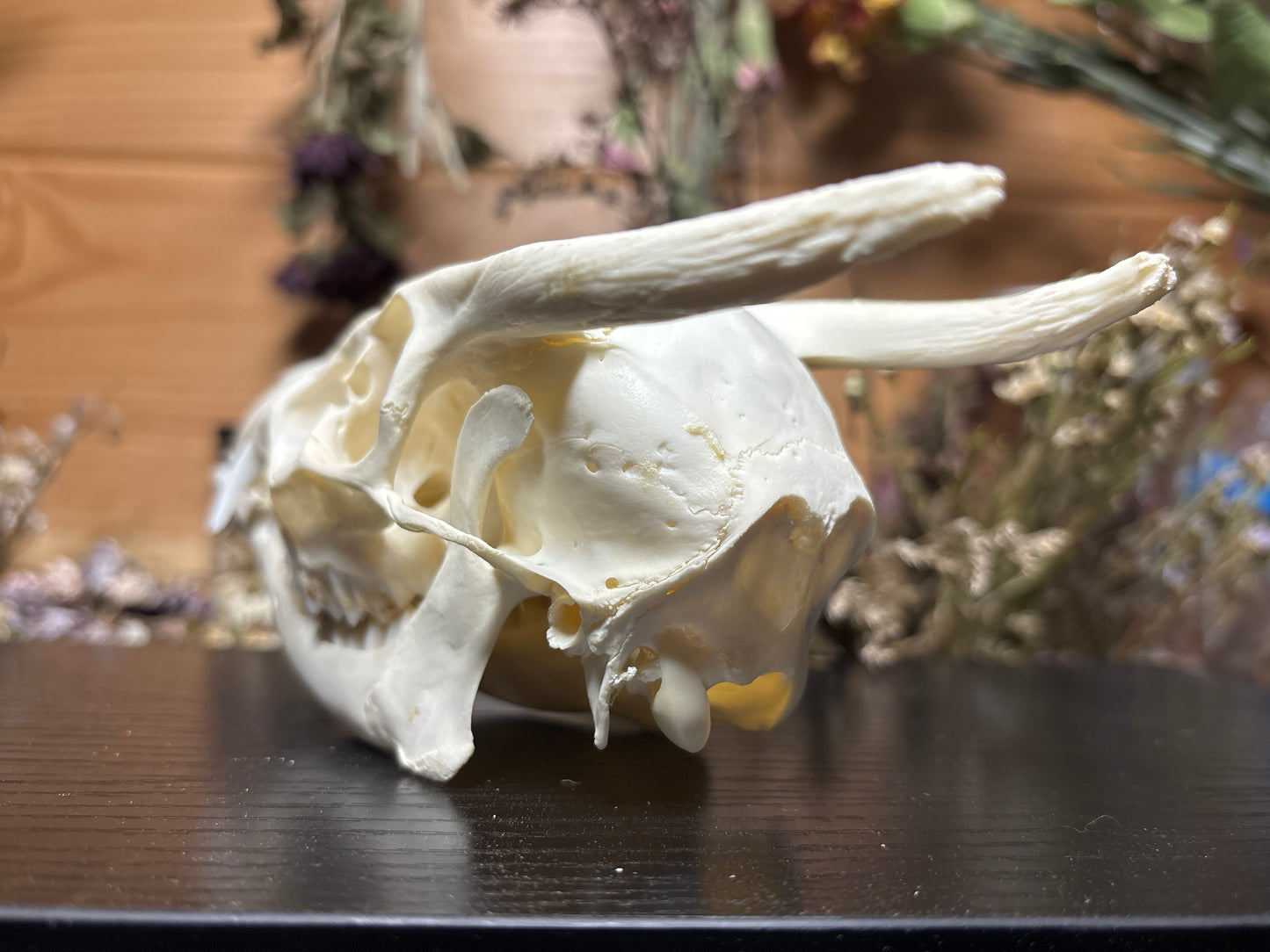 yearling muntjac skull