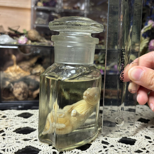 antique jar fuzzy opossum joey wet specimen