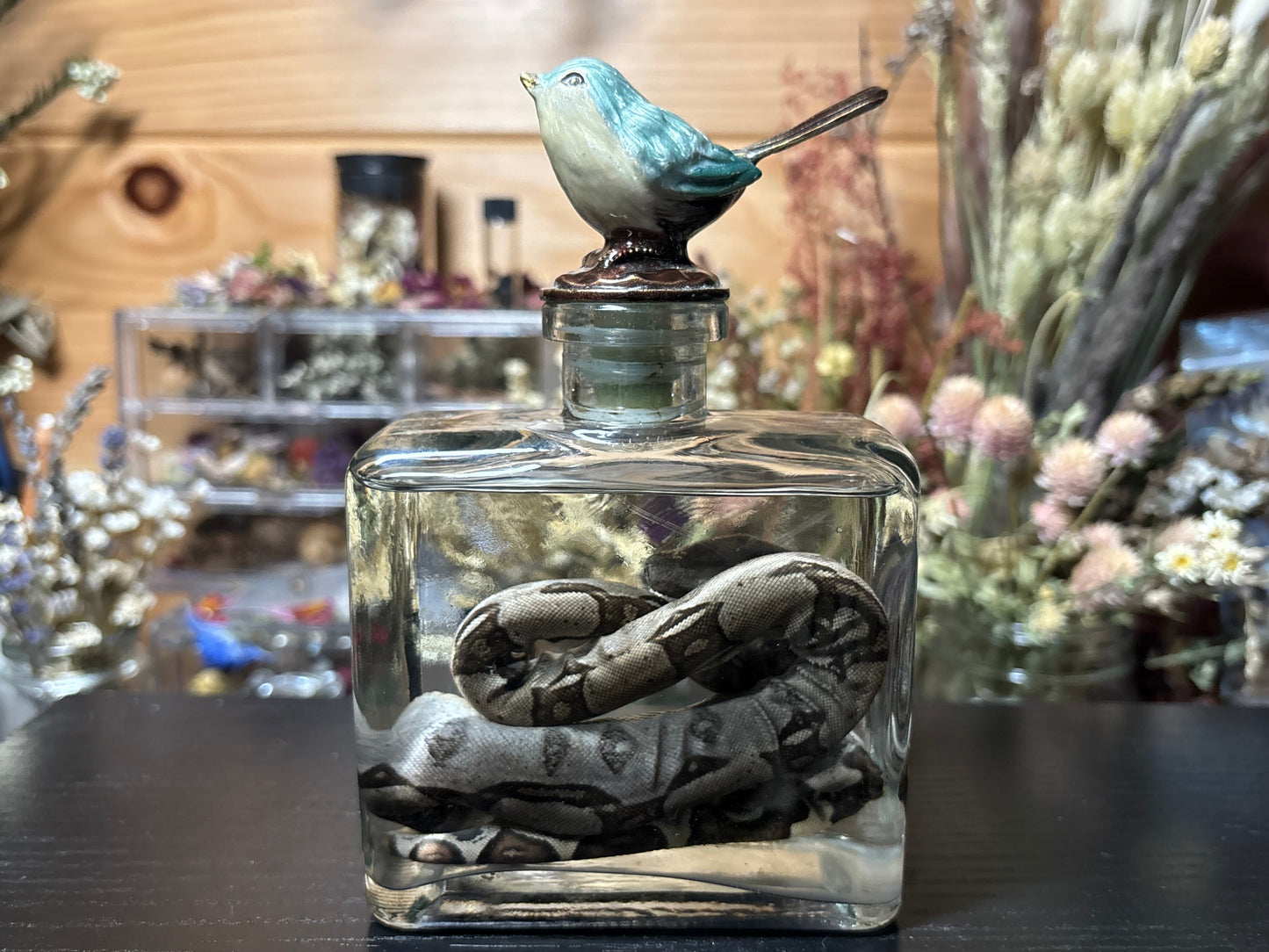 red tail boa hatchling wet specimen