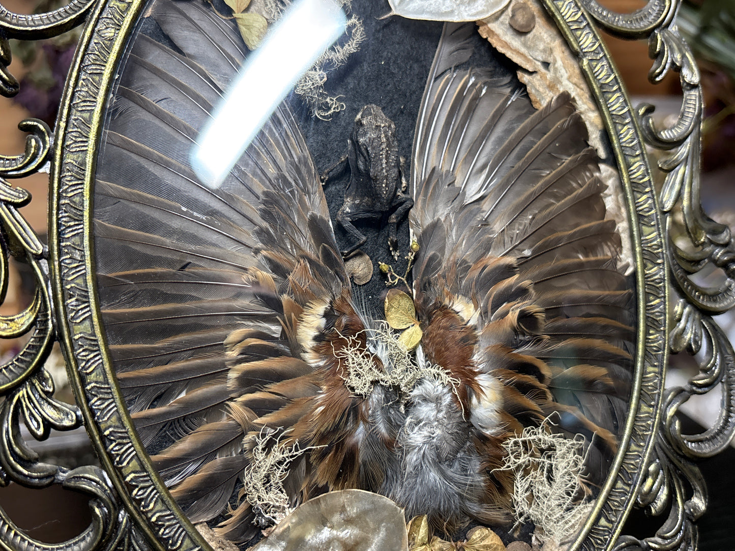 toad & sparrow wings ornate frame