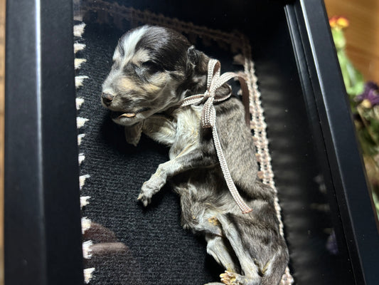 mummified klee kai puppy frame