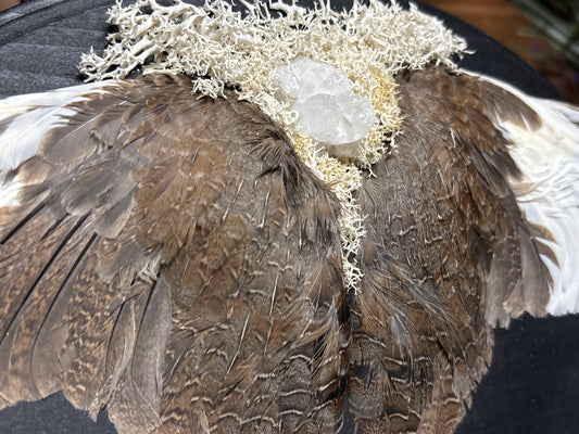 mummified farmed quail wings wooden plaque