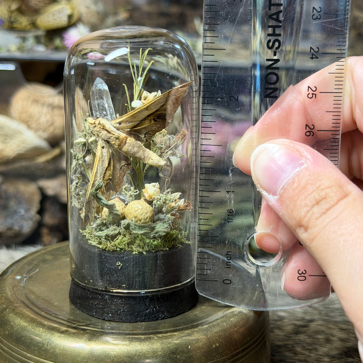 small tan sphinx moth cloche