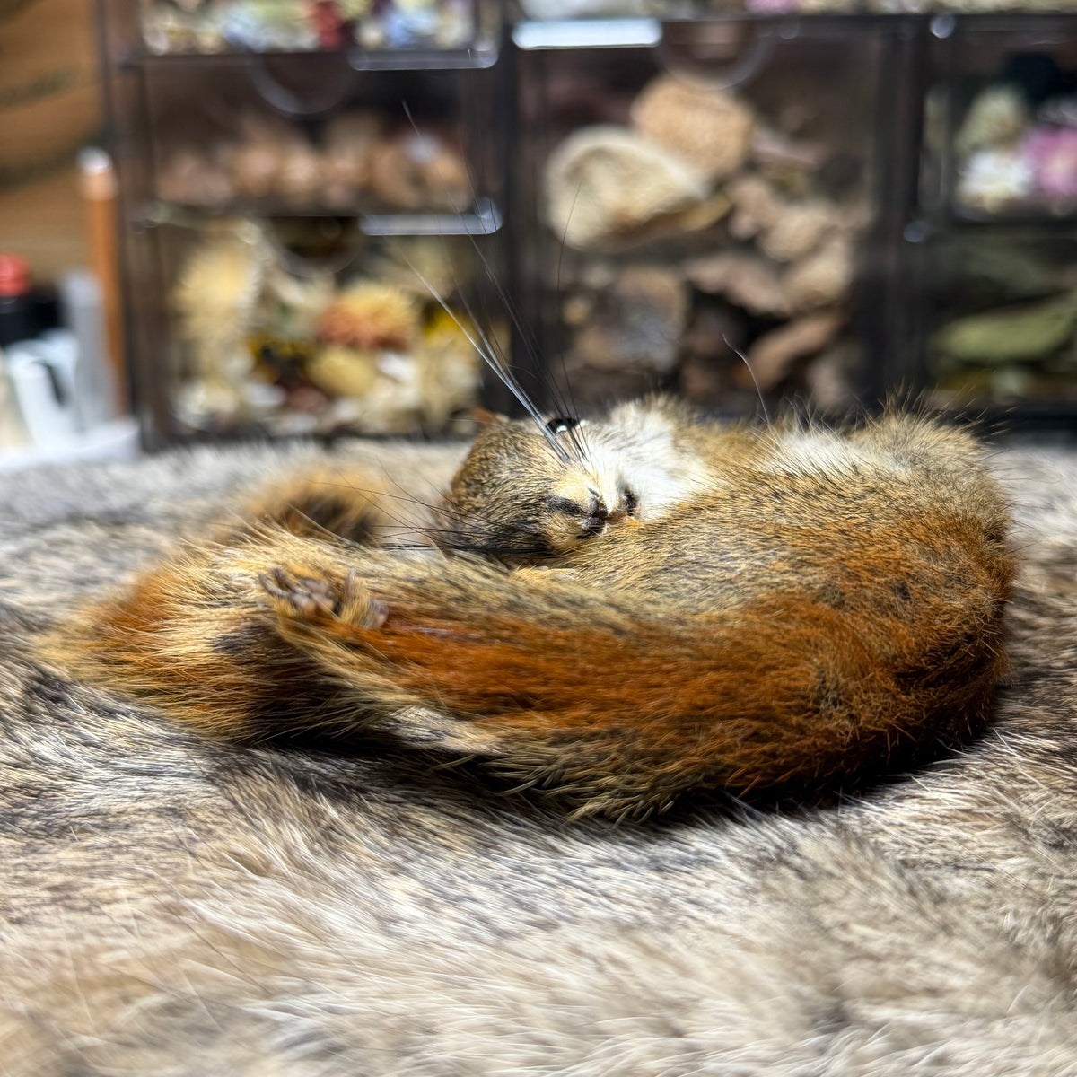 mummified pine squirrel
