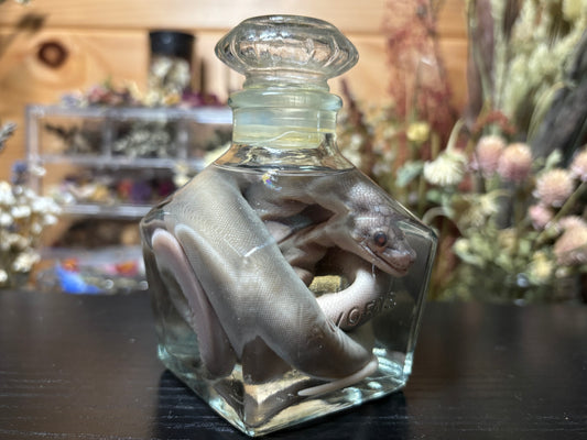 stillborn patternless reticulated python wet specimen