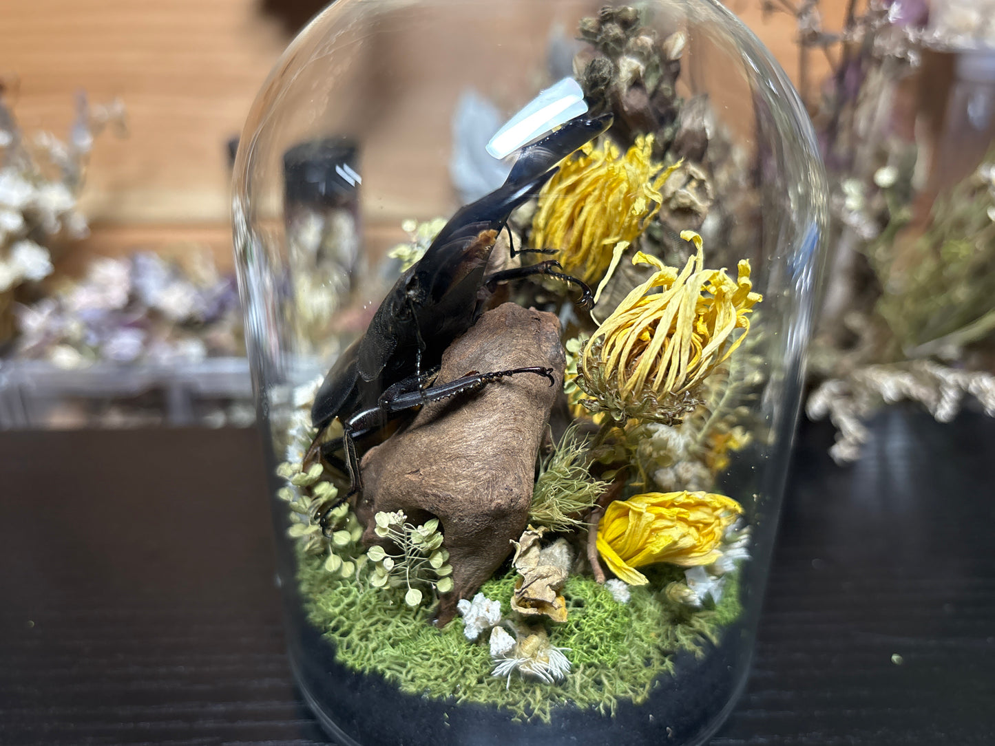 stag beetle cloche