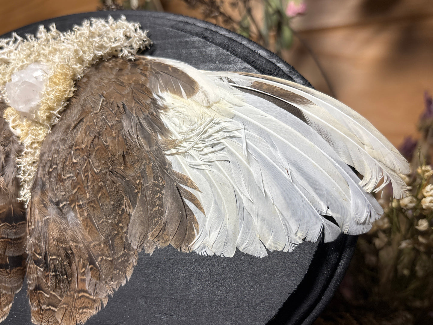 mummified farmed quail wings wooden plaque