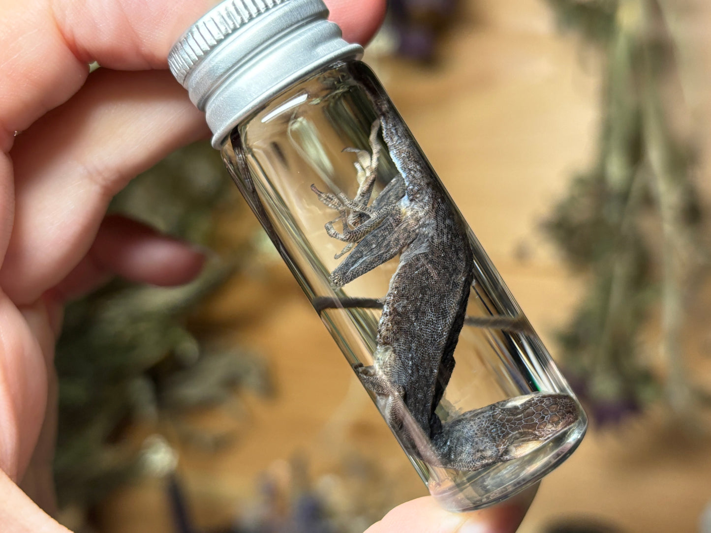 green anole wet specimens