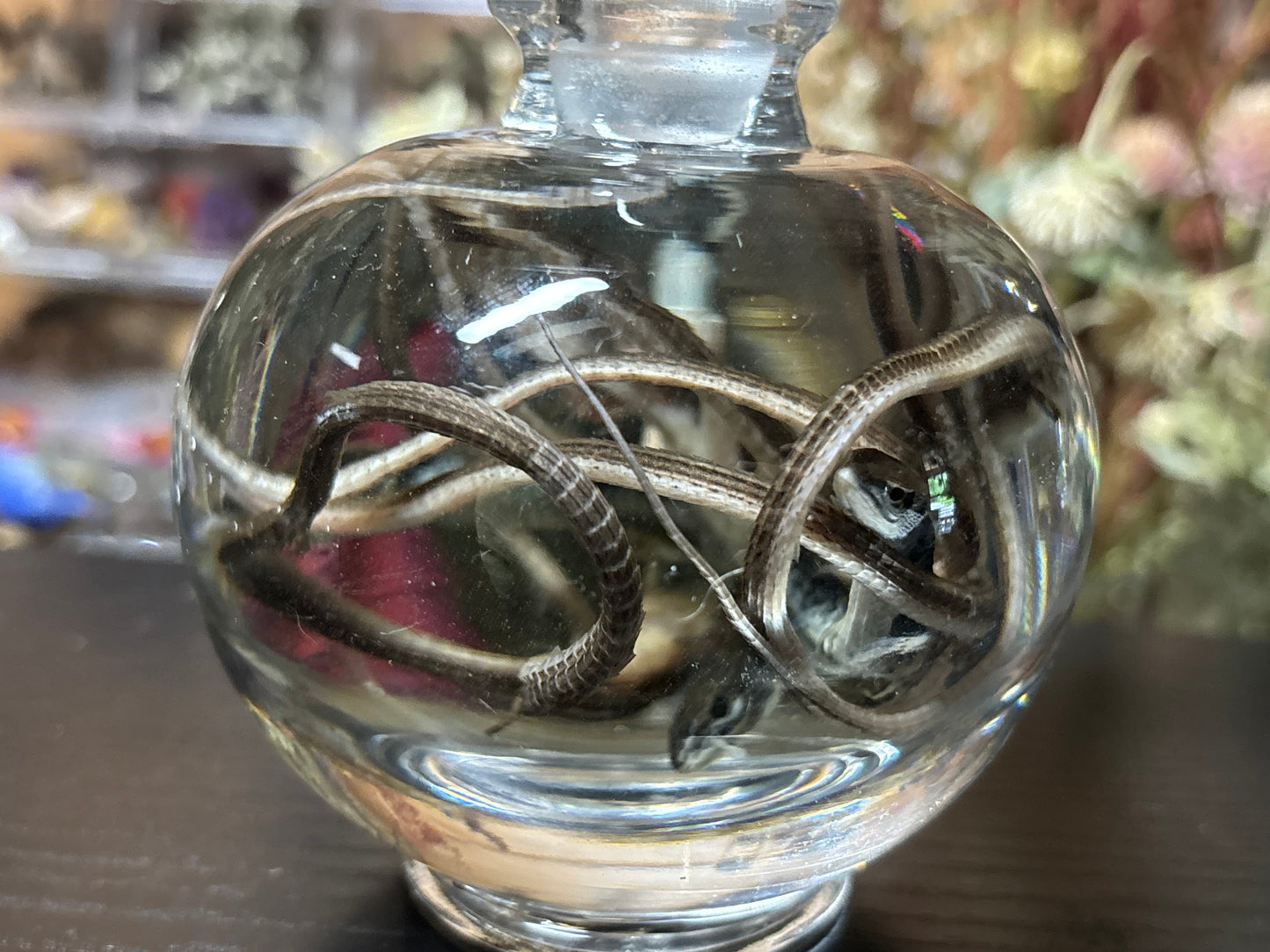 communal long-tailed grass lizards wet specimen