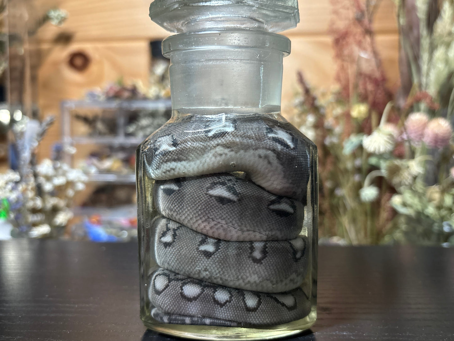 reticulated python hatchling wet specimen