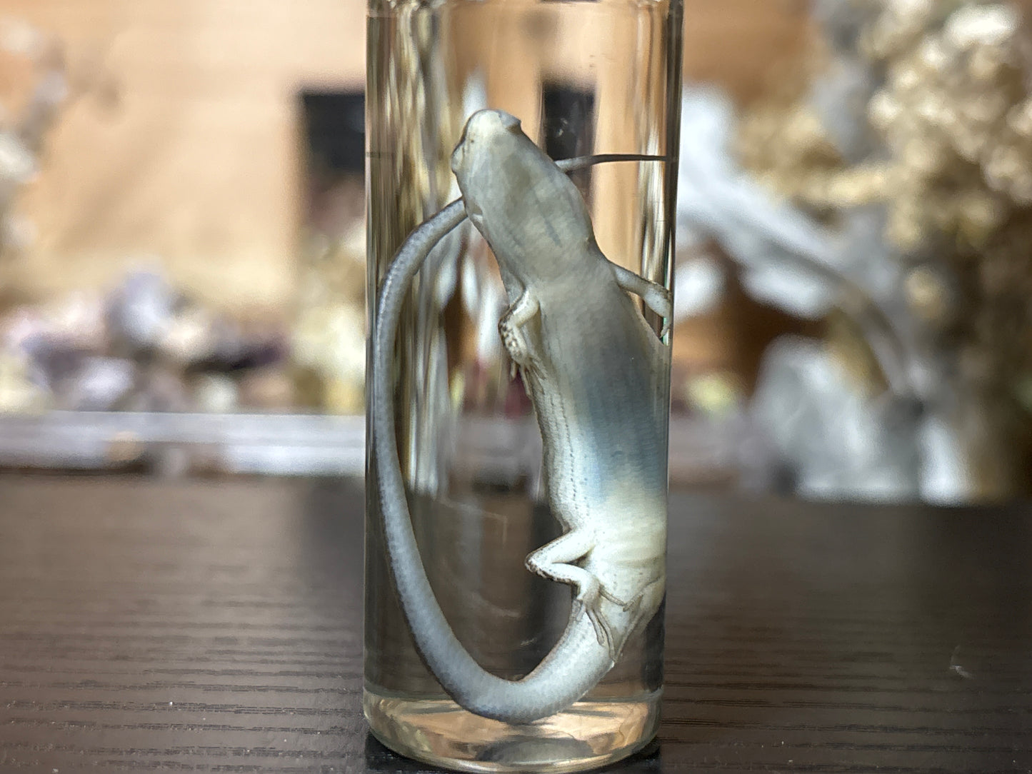 little brown skink wet specimen