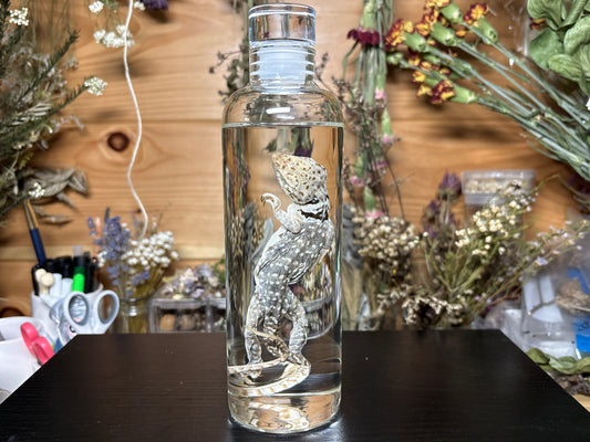 collared lizard wet specimen