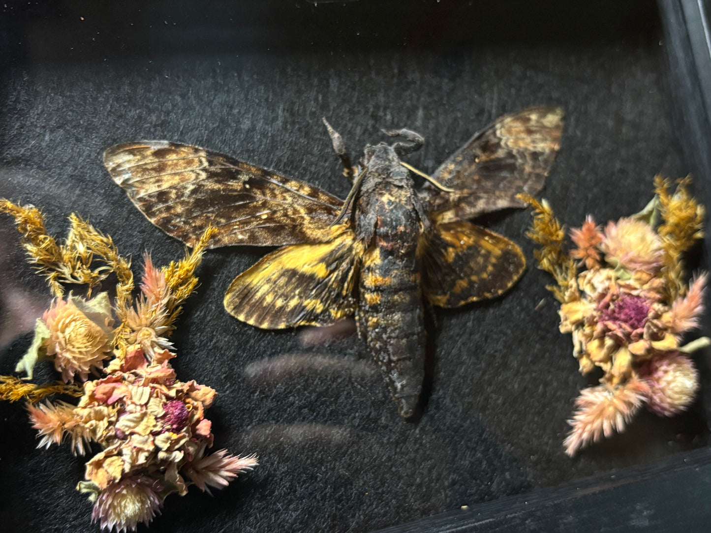 death head moth frame