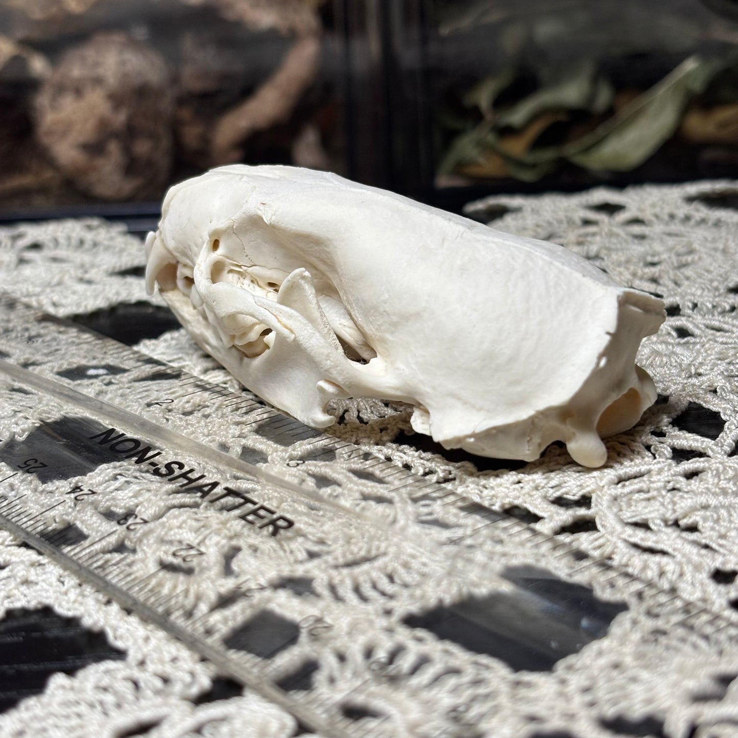 imperfect mink skull