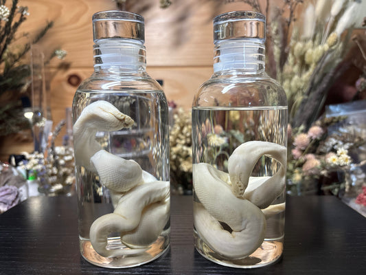 stillborn deformed ball python wet specimens