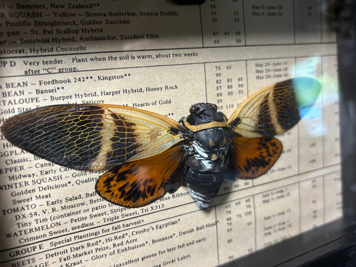 orange tropical cicada frame