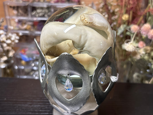 stillborn deformed ball python in globe wet specimen