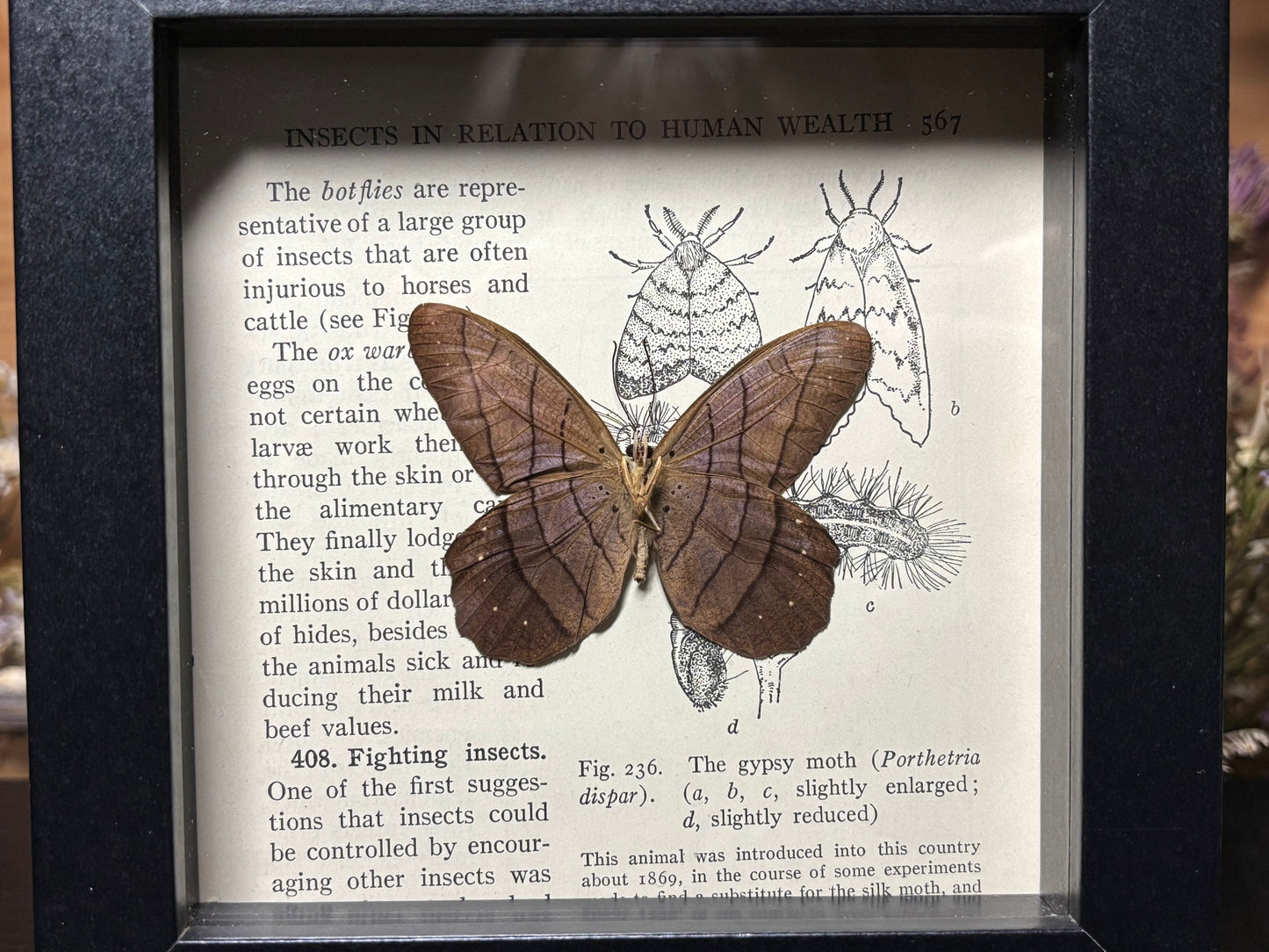 pierella butterfly frame