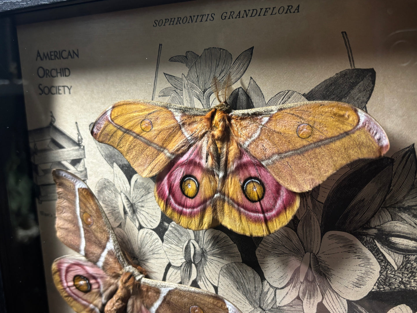 bullseye moth pair frame