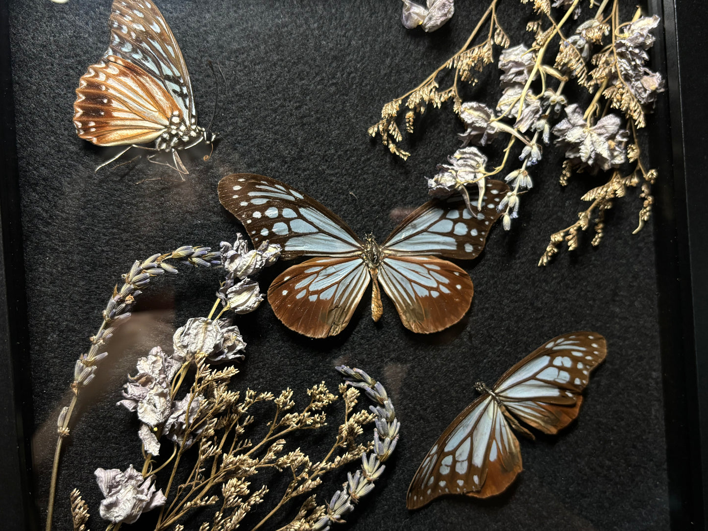 tiger butterfly trio frame