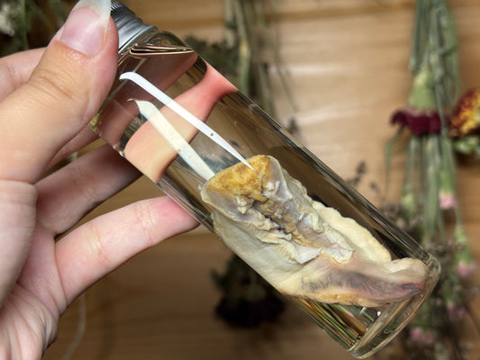 fox tongue wet specimen