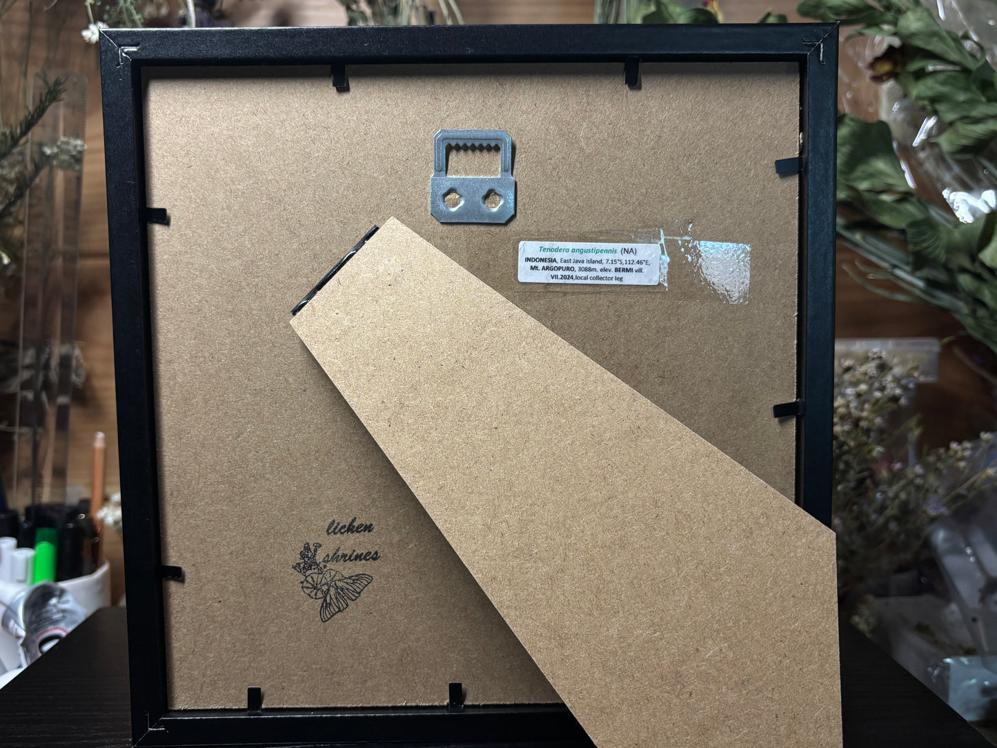 asian green mantis frame
