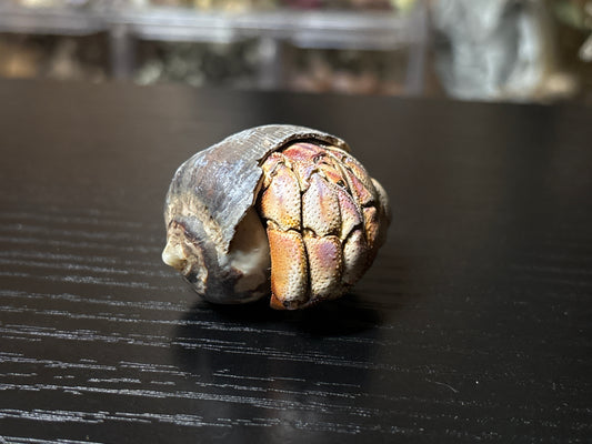 mummified hermit crab