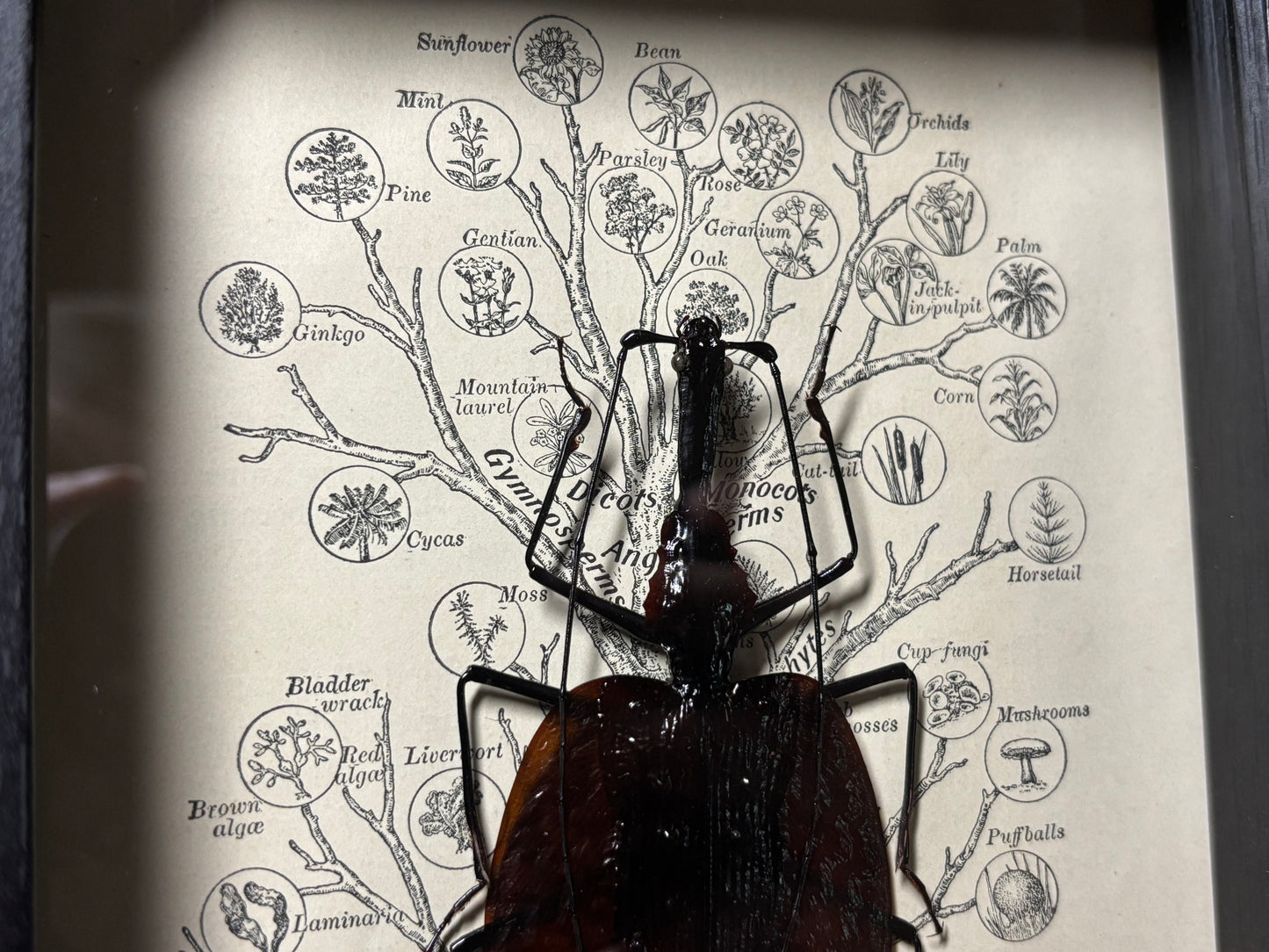 violin beetle frame