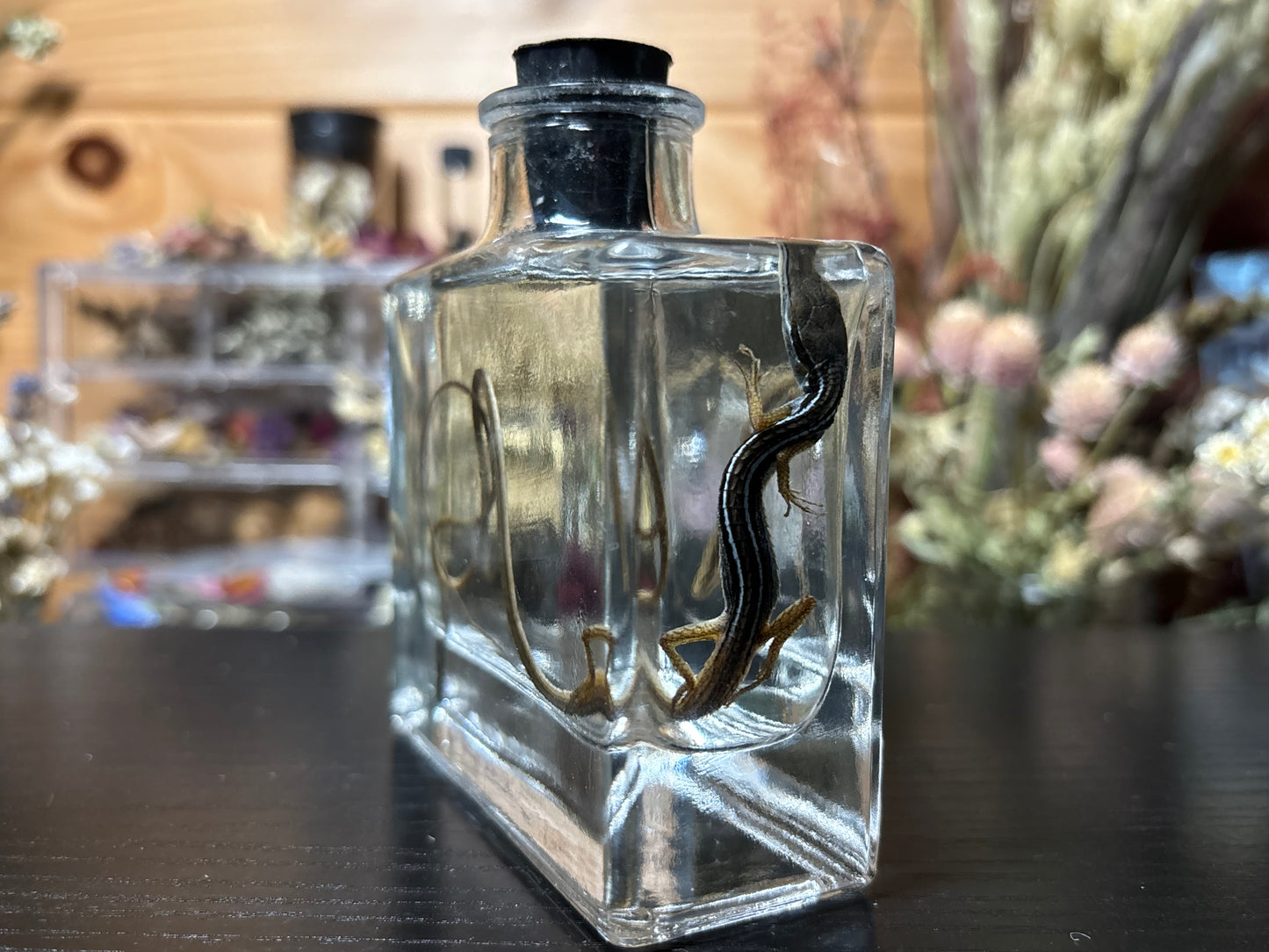 long-tailed grass lizard wet specimen