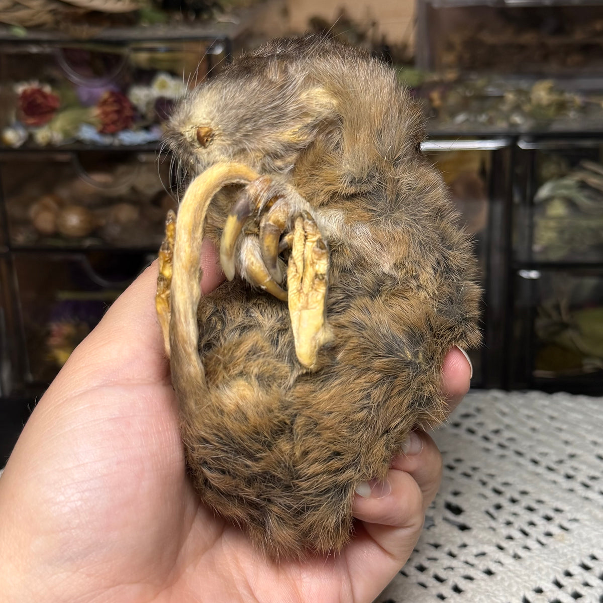 mummified adult pocket gopher (imperfect)
