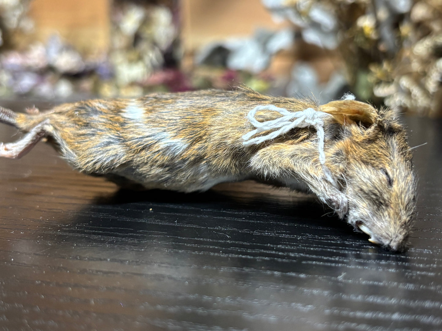 mummified brindle adult fancy mouse