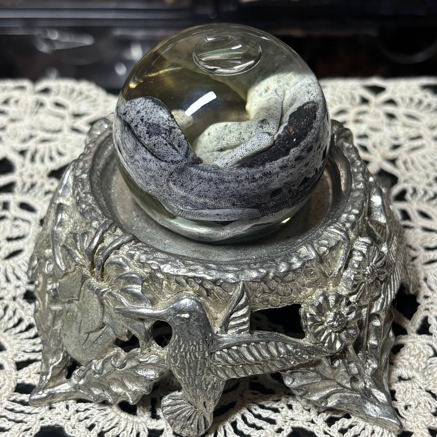 baby chameleon globe wet specimen